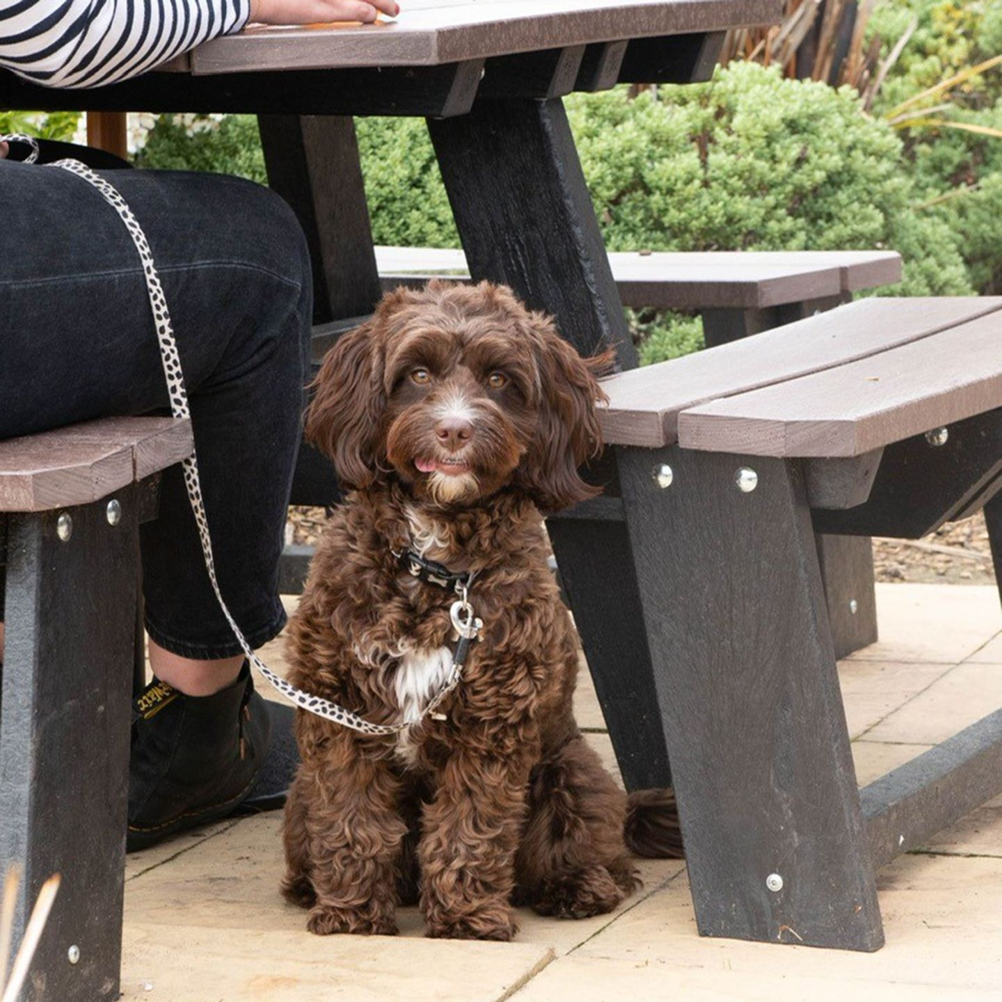 Your local dog friendly pub in Brewood